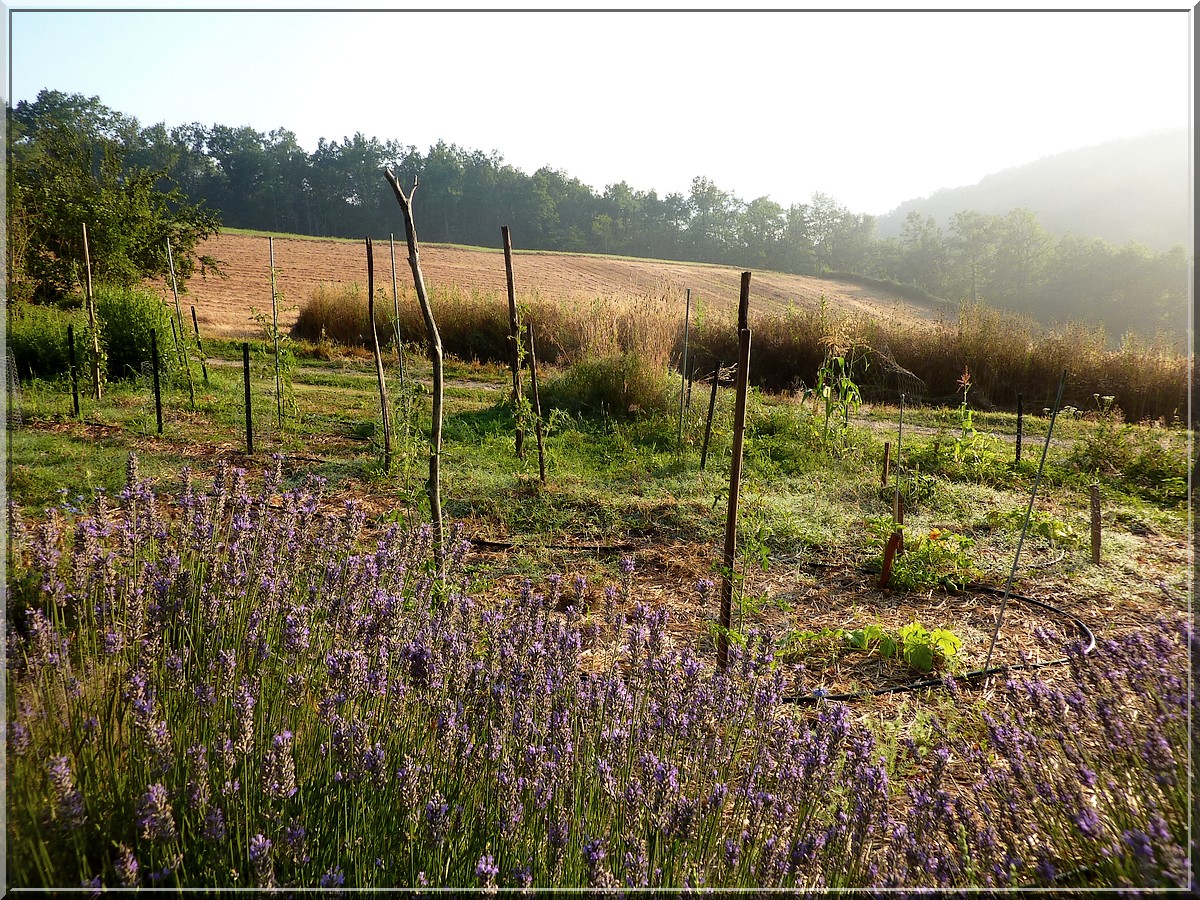 potager 21072013